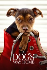 A Dog’s Way Home (2019) Full Movie Download Gdrive Link